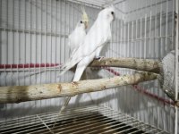 Cream face albino çift sultan