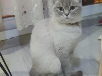 Dişi British Shorthair Colourpoint