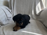 Rottweiler safkan alman yavru