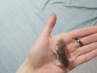Yavru Suriye Hamster