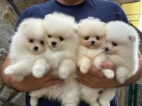 Luvpaw Dan Teddy Face Pomeranian Yavrular