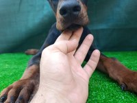 Irk garantili A şecere doberman yavrular