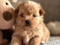 SON KALAN TOY POODLE KALİTESİNDE MALTİPOO YAVRUM