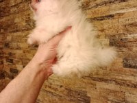Orjinal pomeranian yavru köpeğimiz