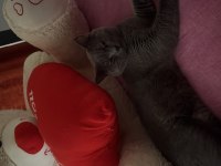 Scottish fold gri
