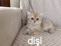 Teslime Hazır Erkek Dişi Yavru Kedilerimiz