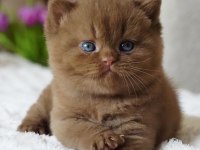 Pofuduk Chocolate British Shorthair