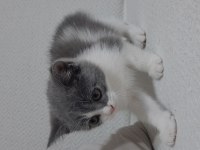 British Shorthair Bicolor