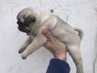 Üst segment pug mops yavrular isteyen