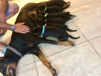 SAFKAN DOBERMAN YAVRULARI