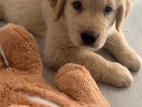 Golden Retriever Köpeğimiz