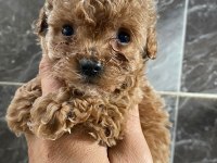 Poodle sevgililer gününe özel kampanya