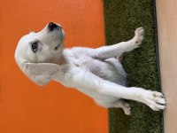 Rehber labrador retriever bebekler