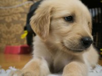 Yavru golden köpeğimiz yeni sahibini bekliyor