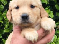 Labrador retriever yavrular