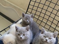 Uyguna sahiplendirilecek erkek yavrularım british shorthair