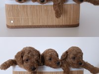 4 yaşında dişi poodle