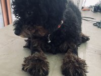 Siyah toy poodle 4 aylık