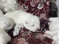 Yavru Maltese Terrier