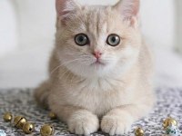Lila golden british shorthair