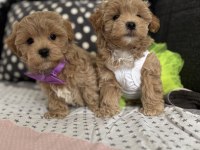Teacup maltipoo tuvalet eğitimli