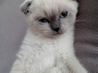 Scottish fold yavrularımız yeni sahibini arıyor