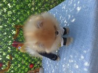 Orijinal pomeranian boo