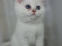 British shorthair point erkek