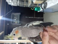 Erkek bebek sultan papağanlar
