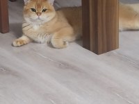 BRİTİSH SHORTHAİR NY12