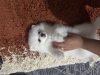 Pomeranian köpeğimiz yuva arıyor