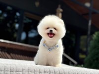 Sağlık Ve Irk Garantili Pomeranian