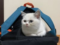 British Shorthair Blue Point
