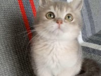 British shorthair dişi yavru
