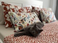 British Shorthair Kedimiz Mochi