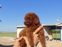 toy poodle kore kanı a kalite