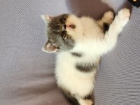 Kusursuz exotic shorthair bebekler