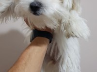 Dişi terrier maltese çok tatlı bir arkadaş