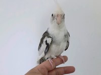 White face konuşan erkek sultan papağanı