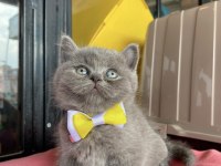 Gri ayı kafa yavru british shorthair
