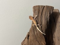 SUPER CRESTED GECKO YAVRULAR