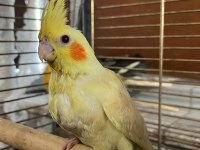 Lutino Yavru Sultan Papağanı