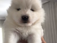 Şampiyon Samoyed Yavruları