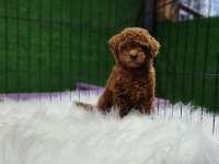 Poodle ailemize katılmak istemez misiniz
