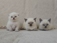 Blue point scottish fold ve british shorthair