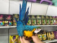 4 Aylık El Besleme Bebek Macaw