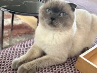 Scottish fold kedimize acil yuva arıyoruz