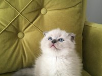 Scottish fold blue point DİŞİ