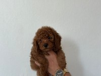 1 erkek 2 dişi poodle yavrularımız