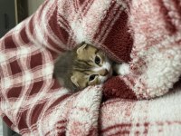 2 Aylık Bebiş Scottish Fold